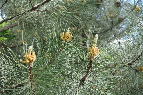 Pollen cones of Pinus sylvestris in May