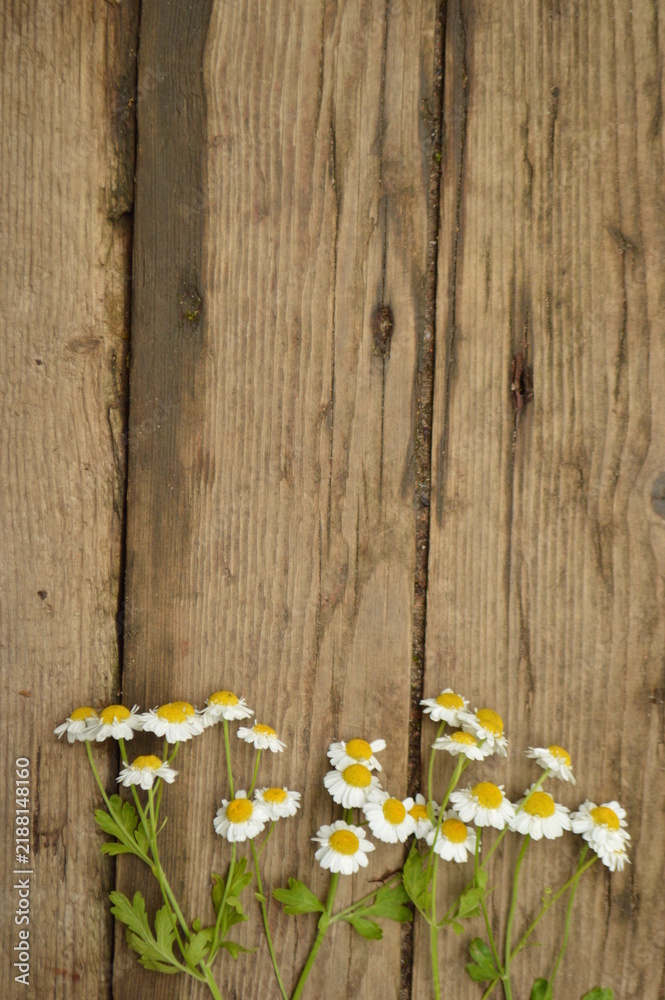 Fototapeta premium Delicate white chamomile flowers arranged on weathered rustic wooden planks