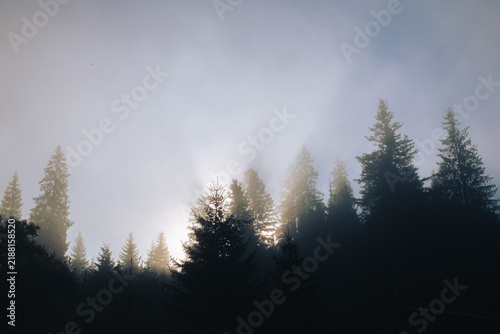 Serene evergreen forest landscape illuminated by soft golden sunlight. Tall spruce and coniferous trees form a dark forest silhouette against a bright hazy sky, creating a peaceful atmospheric scene