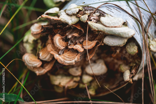 Cuadro en lienzo Turkey tail fungi fanning across a decaying birch log in a woodland, highlightin
