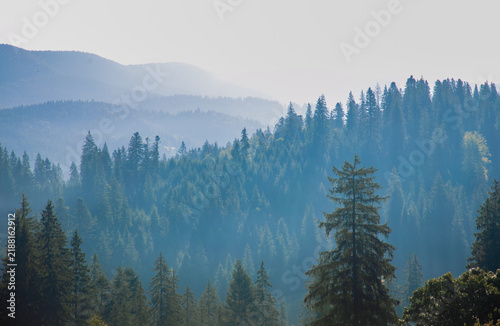 Atmospheric Carpathian mountain landscape with forest-covered slopes, spruce and other evergreen trees disappearing into soft morning or evening mist. Gentle natural light creates a peaceful, layered