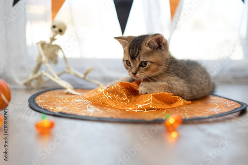 Halloween kitten relaxing on an orange spiderweb mat in festive home decor