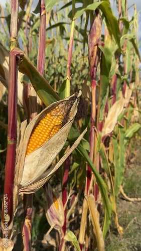 Corn Field in Autumn with Golden Harvest Crops vertical 4k