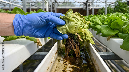Gloved hand holds wilting lettuce from hydroponic system showing root rot disease revealing