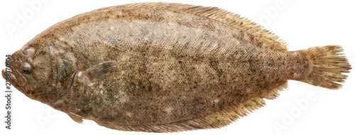 Konstfotografi Fresh raw flounder fish isolated.