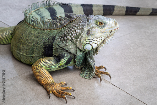 Photography Close-up shot of a large green iguana lying on a tiled floor, showing detailed scaly skin, sharp claws, dorsal spines, and a striped tail