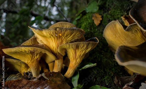 Bild auf Leinwand mushroom in autumn forest