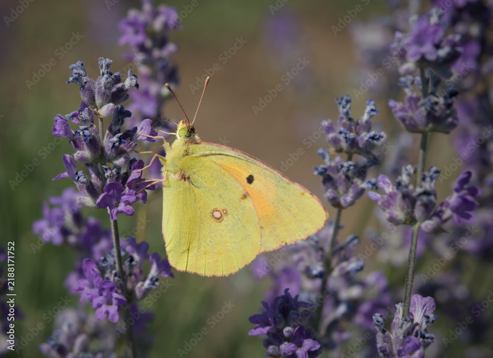 Foto Yellow butterfly on lavender