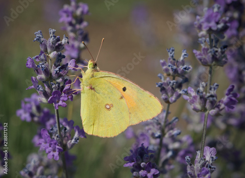 Foto Yellow butterfly on lavender
