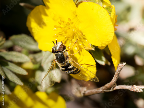 Cuadro en lienzo Syrphe pyrastre (Scaeva pyrastri) butinant une potentille jaune (Potentilla sp