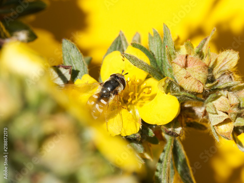 Cuadro en lienzo Syrphe pyrastre (Scaeva pyrastri) butinant une potentille jaune (Potentilla sp