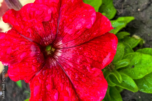 Foto Red petunia flower with water drops on petals growing in a garden with green lea