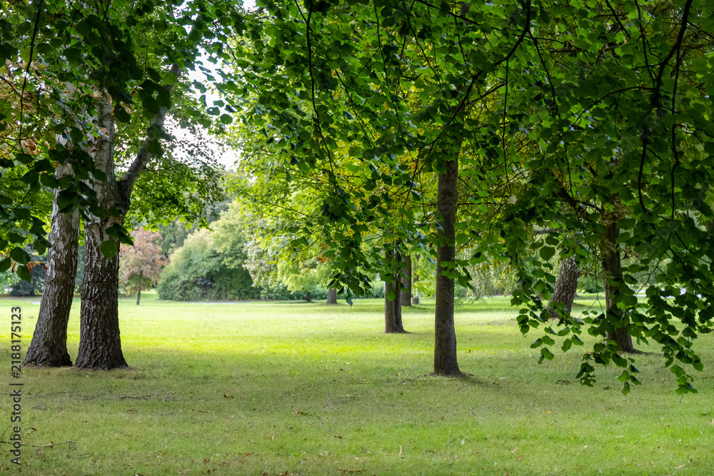 Obraz premium Green city park with lush trees and sunny lawn