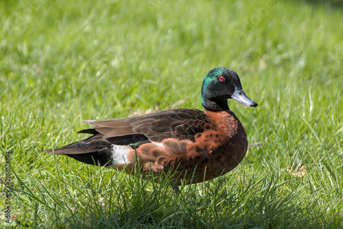 Quadro su tela Chestnut Teal, (Anas castanea, male) side view in the morning sun