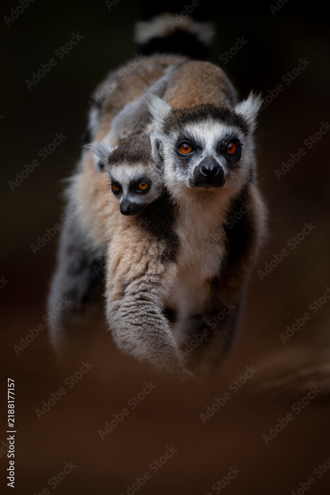 Obraz premium Low angle close-up portrait of a ring-tailed lemur mother and baby walking on a path with the baby on the back of the mother looking ahead against dark moody background at Madagascar