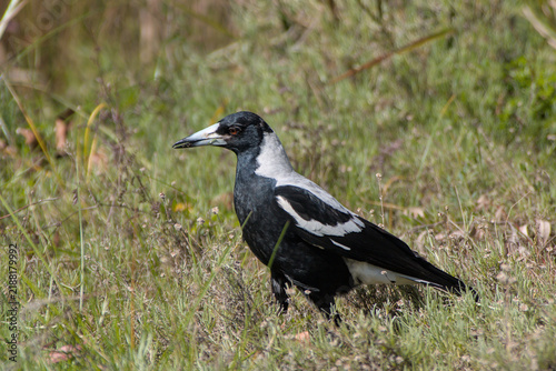 Картината върху платно Australian Magpie, (Gymnorhina tibicen) searching for food in short grass