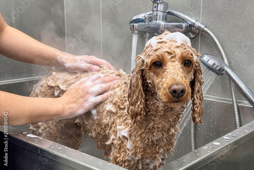 professional groomer washing poodle in pet salon