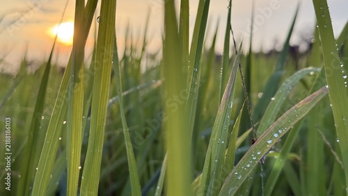 Green blades of grass covered in dew drops at golden sunrise