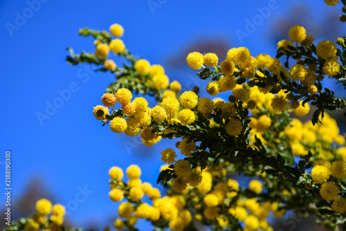 yellow spring wattle flowers in australian bushland against blue sky