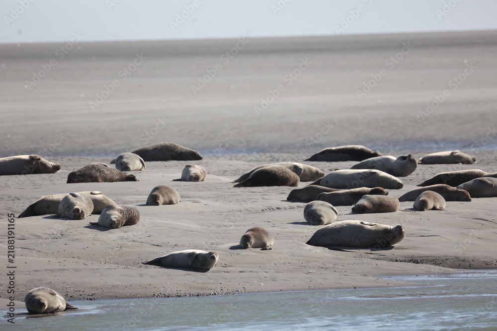 Obraz premium Vue d'une colonie de phoques veaux marins et de phoques gris en Baie d'Authie à Berck-sur-Mer en France. Spectacle naturel de mammifères marins se prélassant sur le sable chaud à marée basse. 