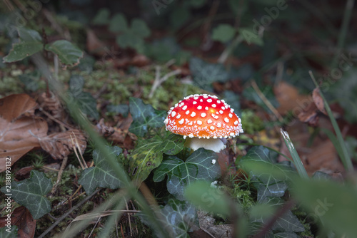 Bild auf Leinwand A fly agaric mushroom with a red cap and white spots grows on the forest floor,