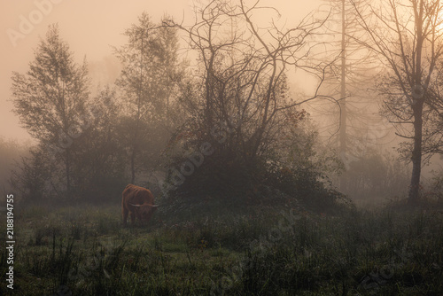 Bild auf Leinwand A Scottish Highland cow grazes in a misty pasture, surrounded by trees in the so