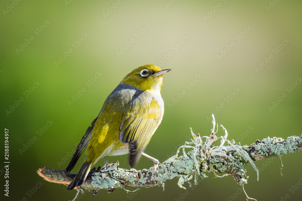 Obraz premium Close up of a silvereye or wax-eye (Zosterops lateralis), also known by its Māori name tauhou, which is a very small omnivorous passerine bird of the south-west Pacific. Recognized by its distinctive 