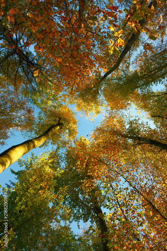 Colorful illuminated canopy of beech trees in autumn, with nice sunlight on the orange leaves of the forest against blue sky