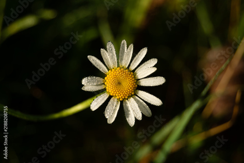 Quadro su tela Close up macro of a single white daisy flower with morning dew drops on a dark b
