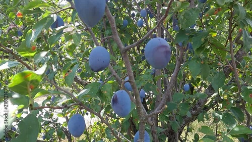 Ripe purple plums with natural waxy bloom hanging on tree branches swaying in the wind. Close-up.