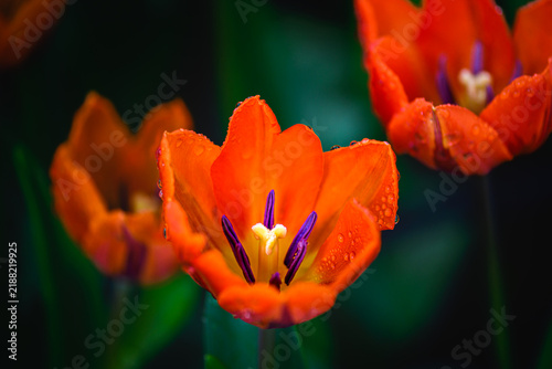 Botanical Macro Series : Orange tulip in morning light with fresh dew drops on wet petals.