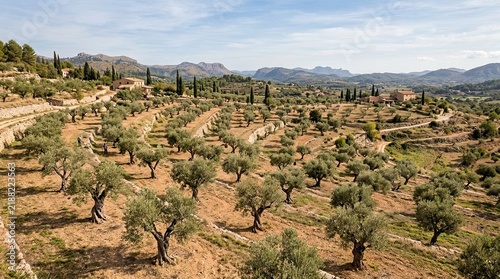 Mallorca landscape with olive tree terraces and mountains