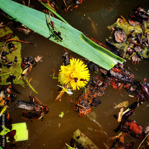 Foto Yellow dandelion flower and green leaf floating among natural debris on the murk