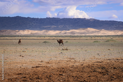 Cammelli battriani nella steppa arida della Mongolia
