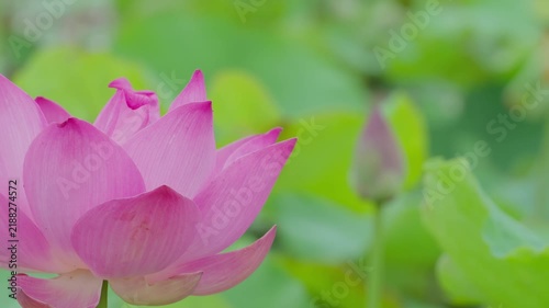 Pink lotus flowers and green leaves swaying gently in a lotus pond on a sunny day.