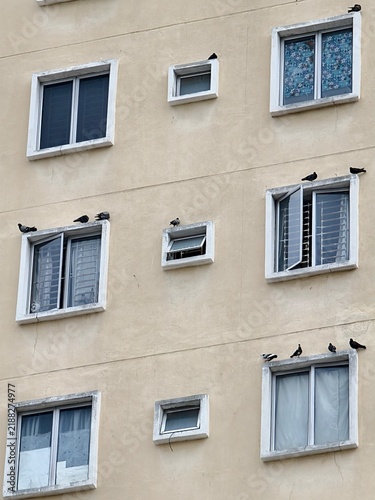 Obraz na płótnie Flock of pigeons perched on the windowsills and walls of a high-rise residential