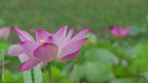 Pink lotus flowers and green leaves swaying gently in a lotus pond on a sunny day.