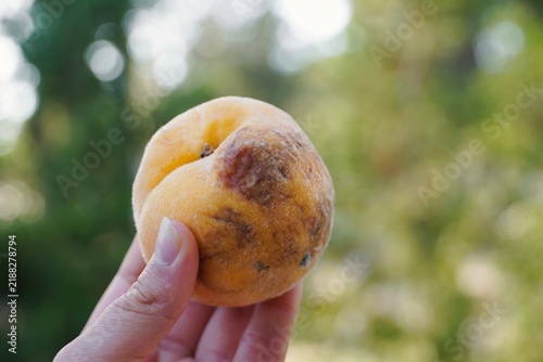 Принти на полотні Hand Holding Overripe Peach Outdoors