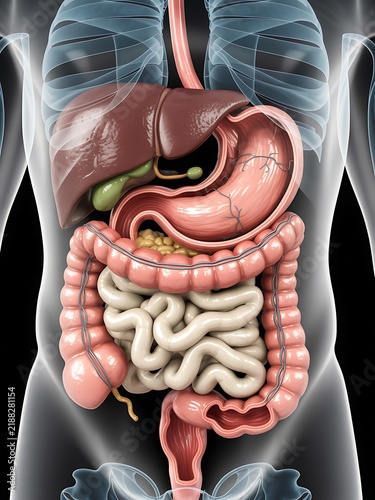 Detailed human abdominal organ anatomy stomach bowel liver gallbladder diagram illustration