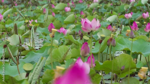 Pink lotus flowers and green leaves swaying gently in a lotus pond on a sunny day.