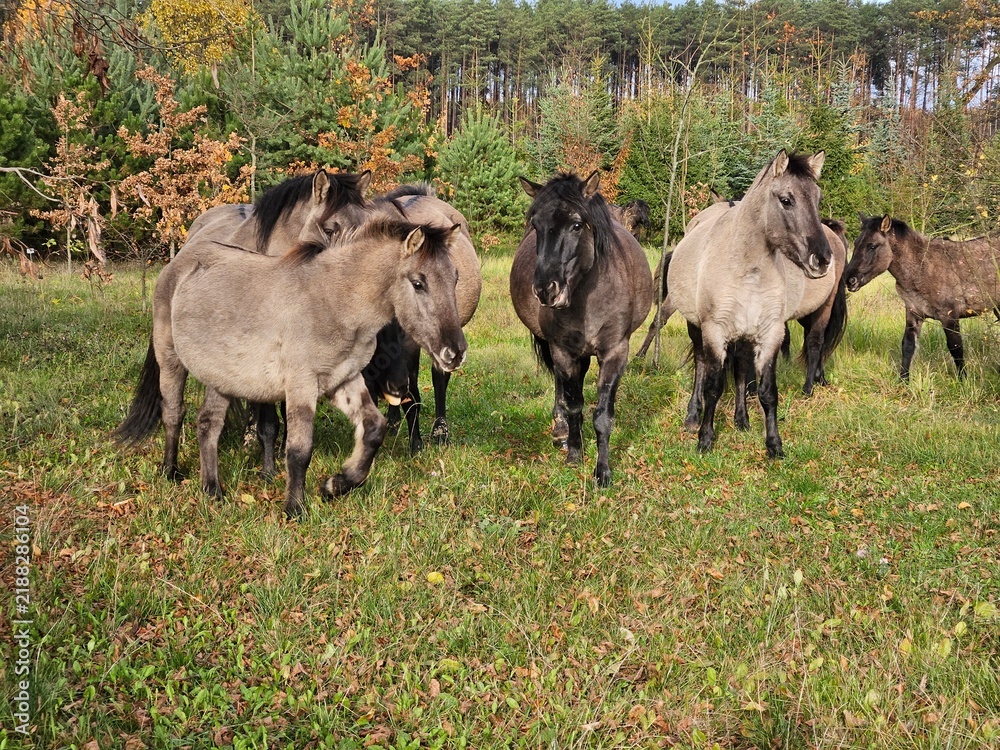 Obraz premium polish konik in the field