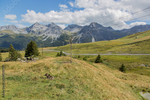 European brown bear with mountain panorama at Arosa Bärenland, Switzerland