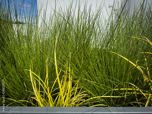 Dense Green Ornamental Grass in Outdoor Planter