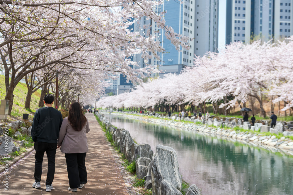 Fototapeta premium Korean couple walk along cherry tunnel at Dongsam Sea Stream, Busan