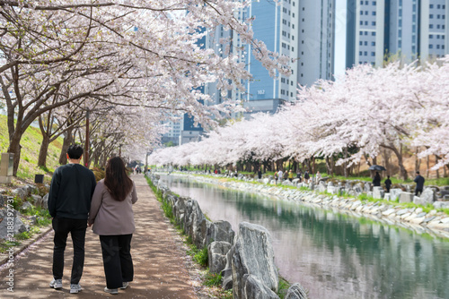 Korean couple walk along cherry tunnel at Dongsam Sea Stream, Busan