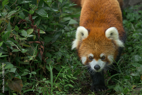 фотографія walking red panda