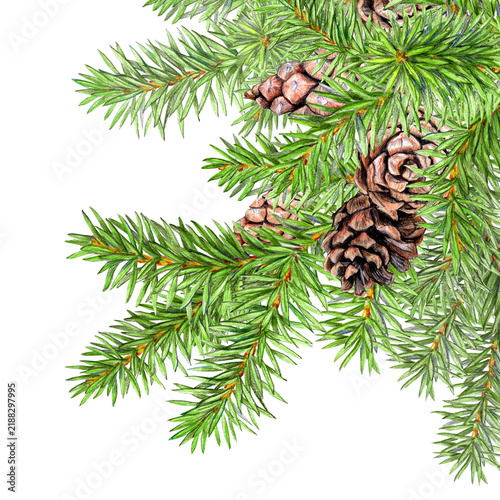 Hand drawn Fir paws with cones in the corner