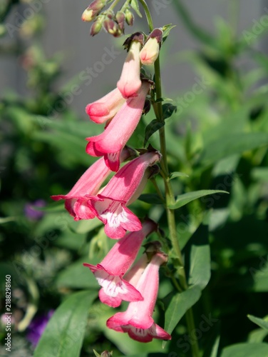 фотографія Pink foxglove blooms dangle gracefully from a tall stem