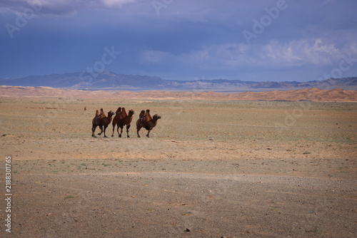 Cammelli battriani nella steppa arida della Mongolia