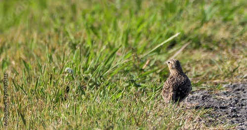 Eurasian skylark  bird on the grass  ground